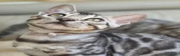 Bengal cats for sale: Gorgeous Health Tested Bengal Kittens  - Advert 6