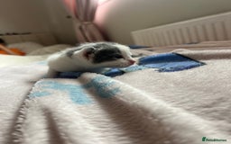 Mixed Breed cats for sale: Adorable fluffy kittens  - Image 9