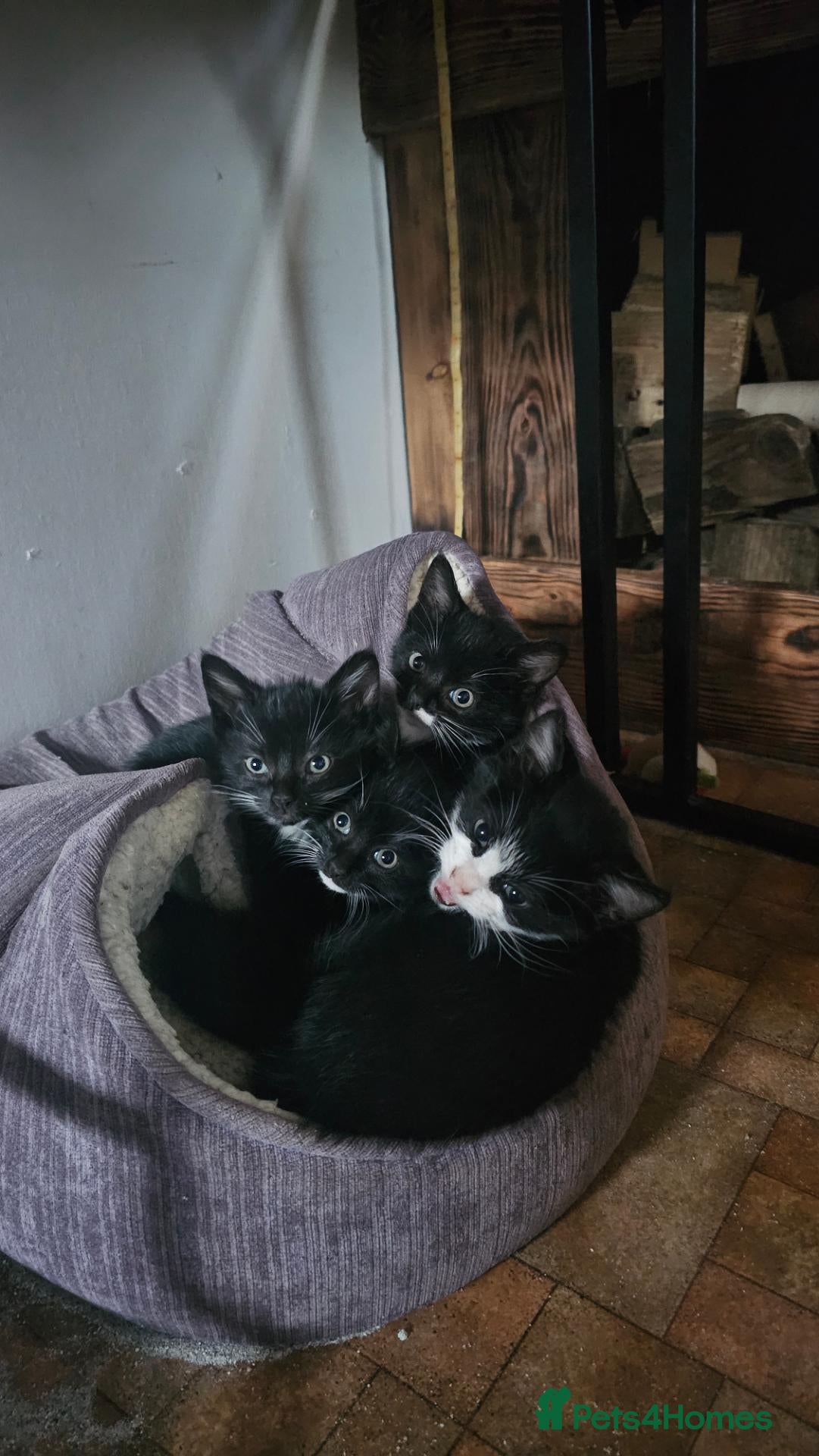 Mixed Breed cats Little Tuxedo Kittens 🖤🤍🐾 - Advert 9