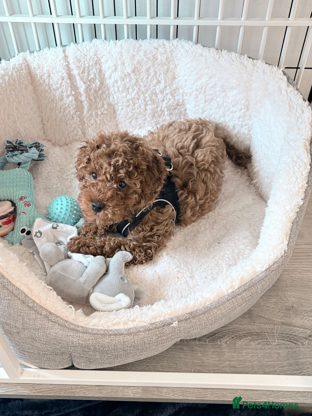 Cavapoo dogs for sale: F1B Cavapoo Red Boy - Advert 1