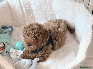 Cavapoo dogs F1B Cavapoo Red Boy - Advert 6