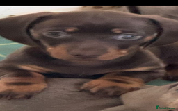 Miniature Dachshund dogs for sale: Miniature dachshund puppies  - Image 18