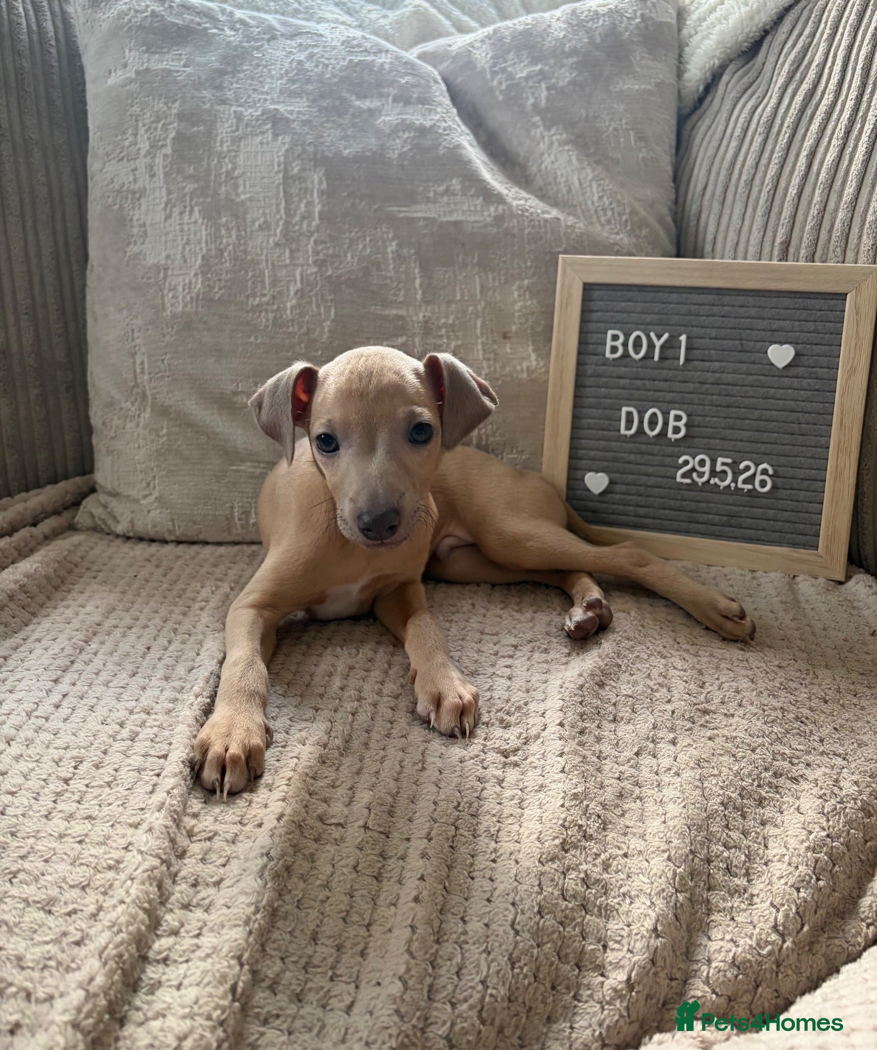 Italian Greyhound dogs Italian greyhound boy puppy - Advert 2