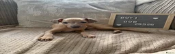 Italian Greyhound dogs for sale: Italian greyhound boy puppy - Advert 2