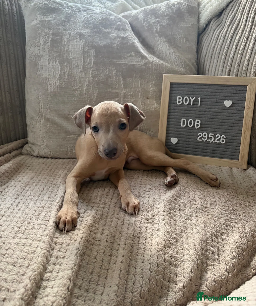 Italian Greyhound dogs for sale: Italian greyhound boy puppy - Advert 2