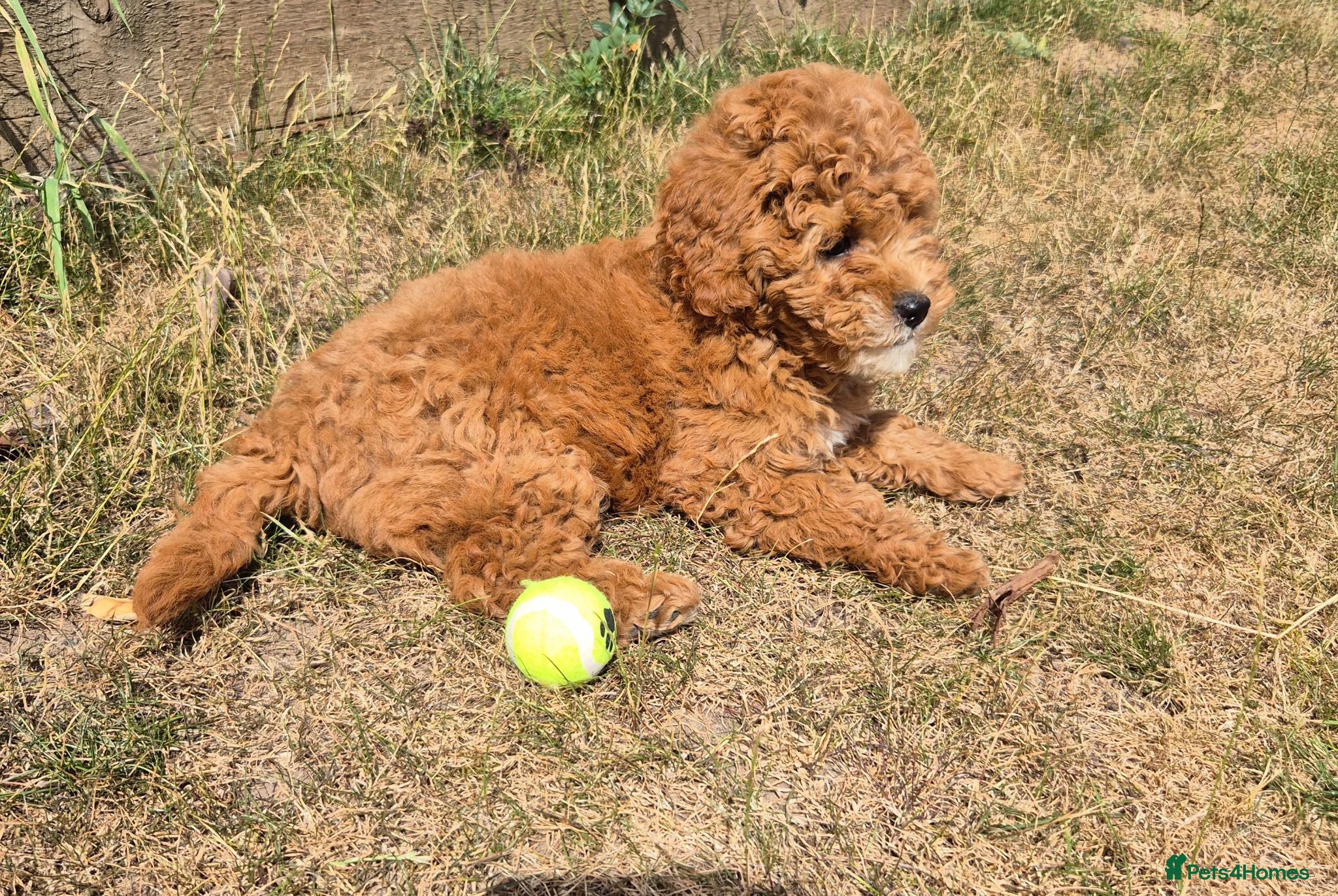 Cavapoo dogs F1b red cavapoo puppy - Advert 1