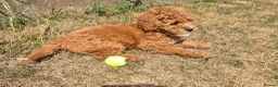 Cavapoo dogs for sale: F1b red cavapoo puppy in Telford - Advert 1