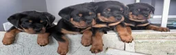 Rottweiler dogs for sale: Rottweiler puppies. 1 LEFT. READY TO GO. - Advert 14