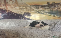 Cockapoo dogs for sale: 4 outstanding cockerpoos  - Image 4
