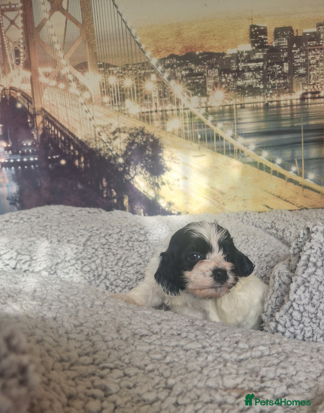 Cockapoo dogs for sale: 4 outstanding cockerpoos  - Image 4