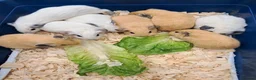 Guinea Pig rodents for sale: BABY CALIFORNIAN GUINEA PIGS - Advert 4