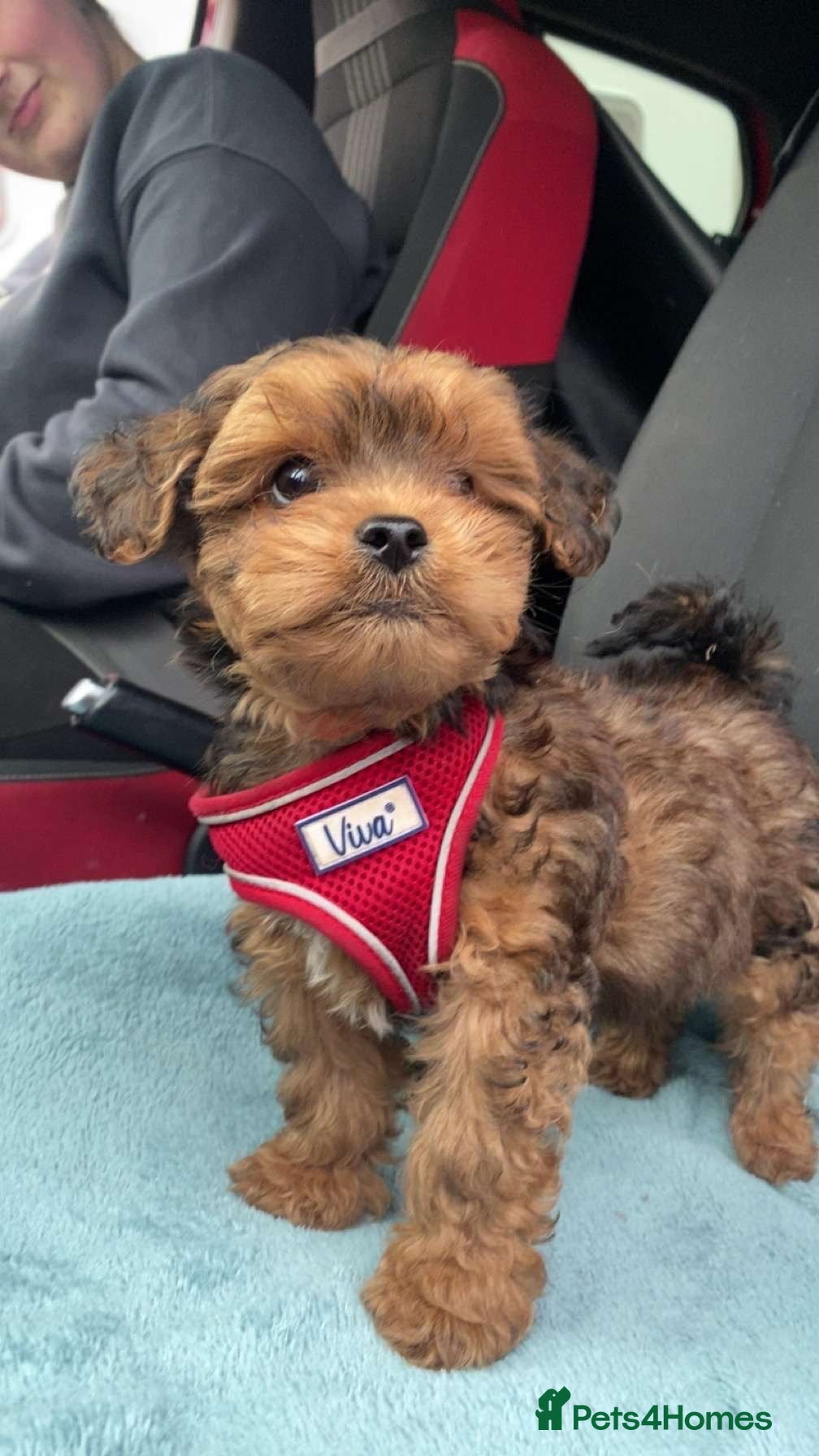 Lhasapoo dogs Lhasapoo puppies  - Advert 1