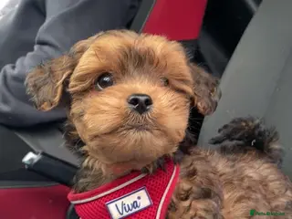 Lhasapoo dogs Lhasapoo puppies - Advert 1