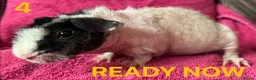 Guinea Pig rodents for sale: Skinny Pig Boars. - Advert 9