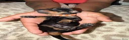 Dachshund dogs for sale: Dachshund Puppies – 2 Reserved, Family Raised - Advert 6