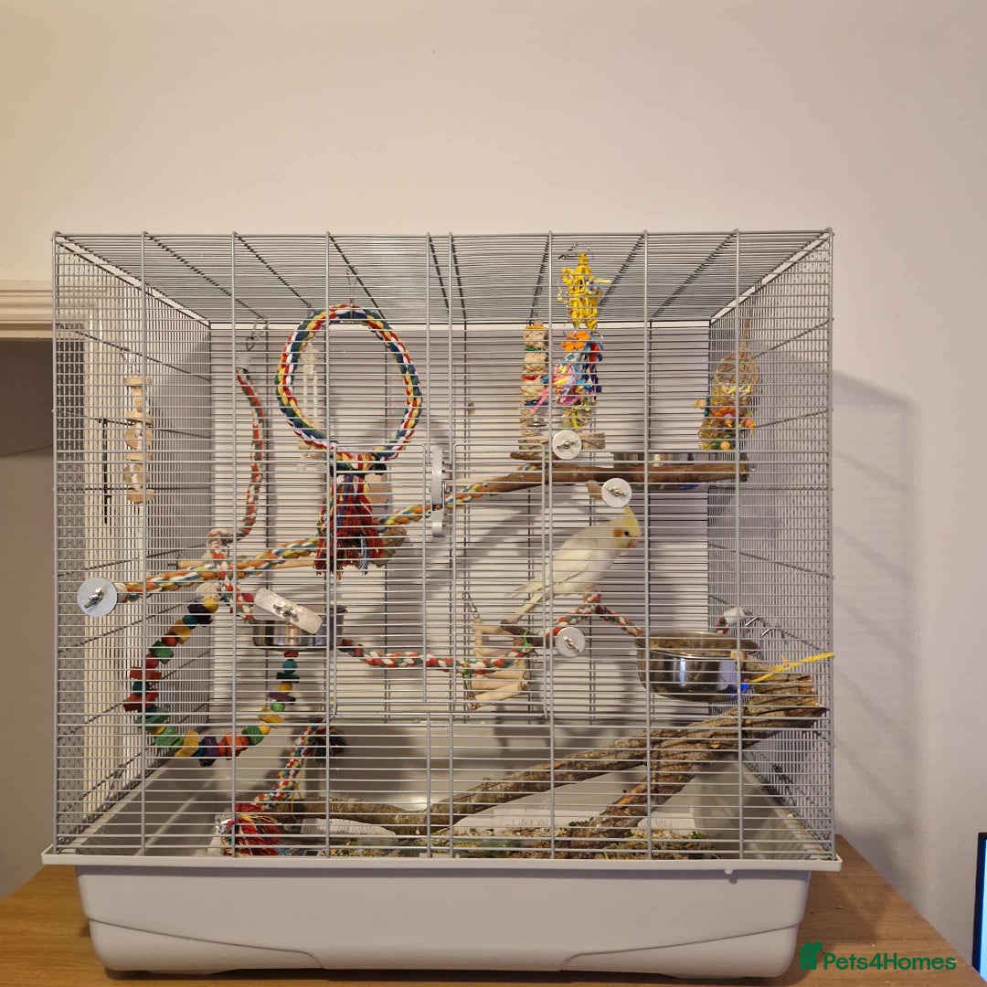 Cockatiels birds for sale: Beautiful 5 old Month Lutino Cockatiel  - Image 5