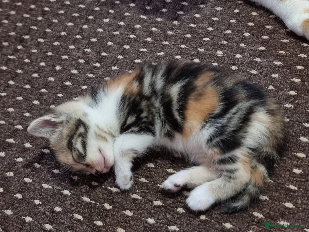 Mixed Breed cats for sale: Looking for forever home - Image 9