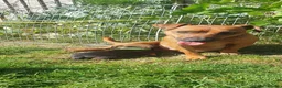 Mixed Breed dogs for sale: Beautiful Puppies  in Martock - Advert 16