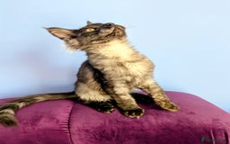 Maine Coon cats for sale: Beautiful Pedigree Maine Coon Kittens  - Image 3