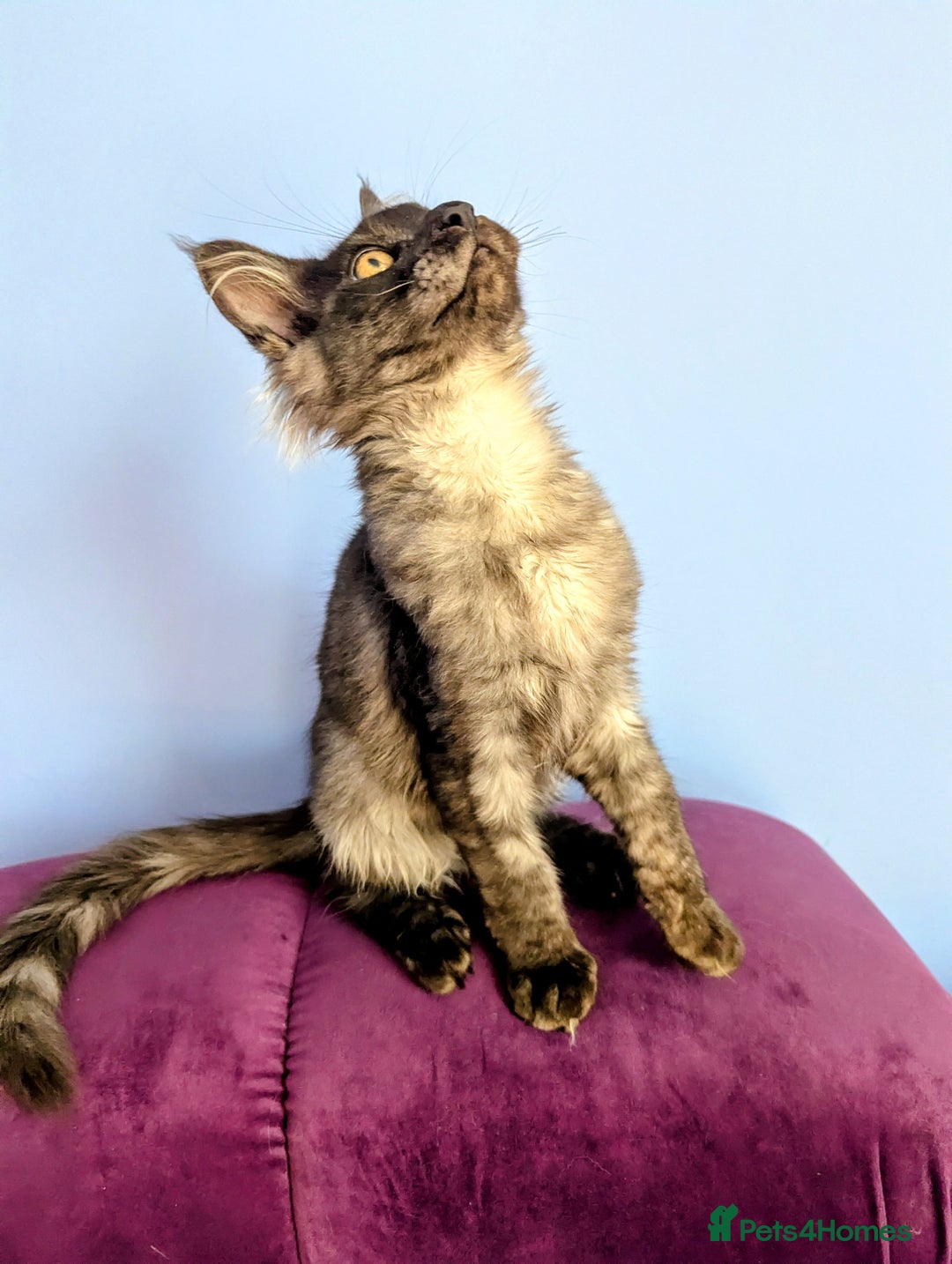 Maine Coon cats for sale: Beautiful Pedigree Maine Coon Kittens  - Image 3