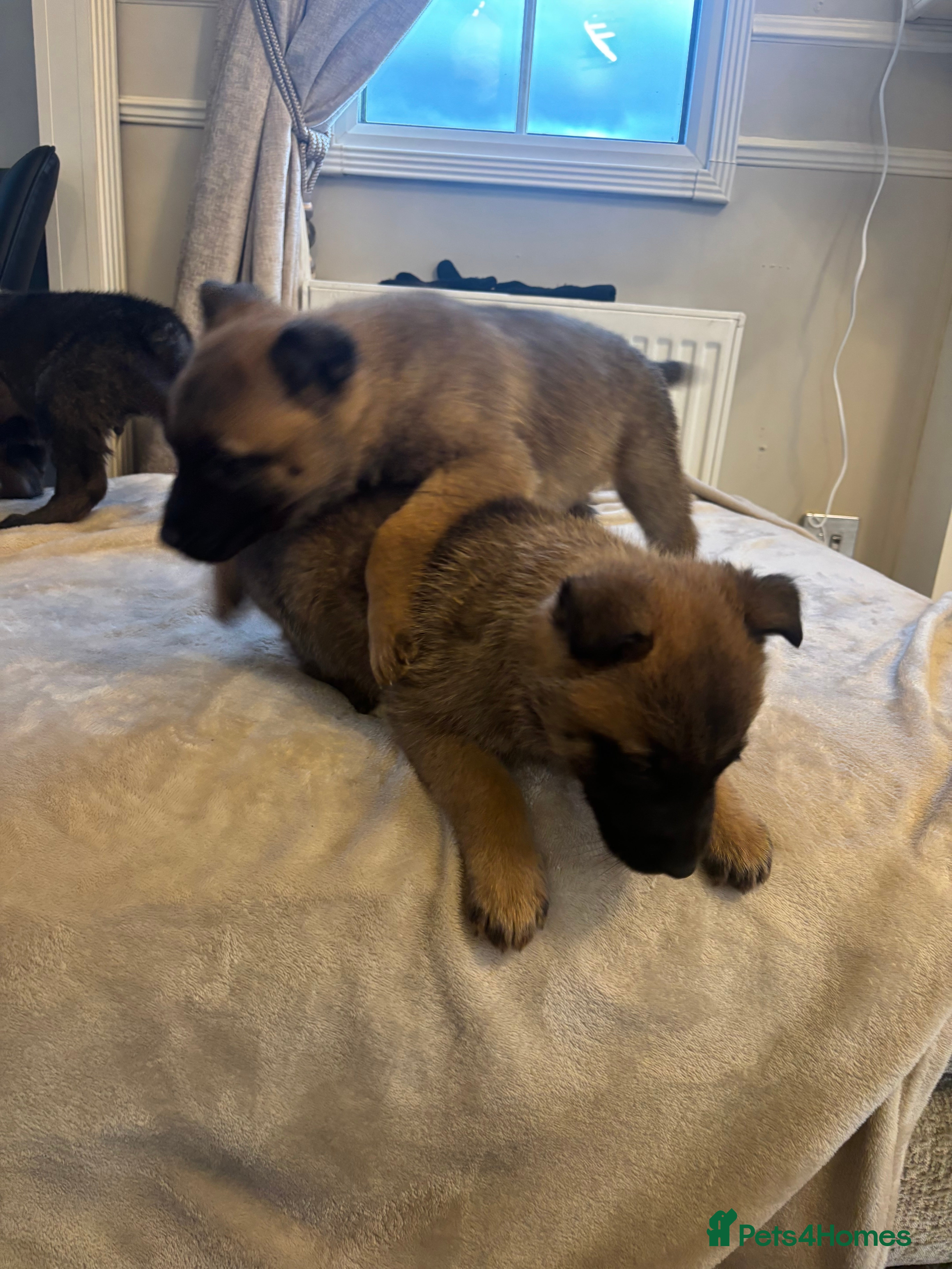 Belgian Shepherd Dog dogs Mam Dutch herder dad Belgian shepherd - Advert 3