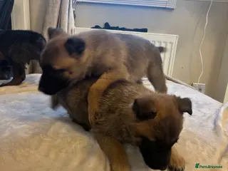 Belgian Shepherd Dog dogs Mam Dutch herder dad Belgian shepherd - Advert 3