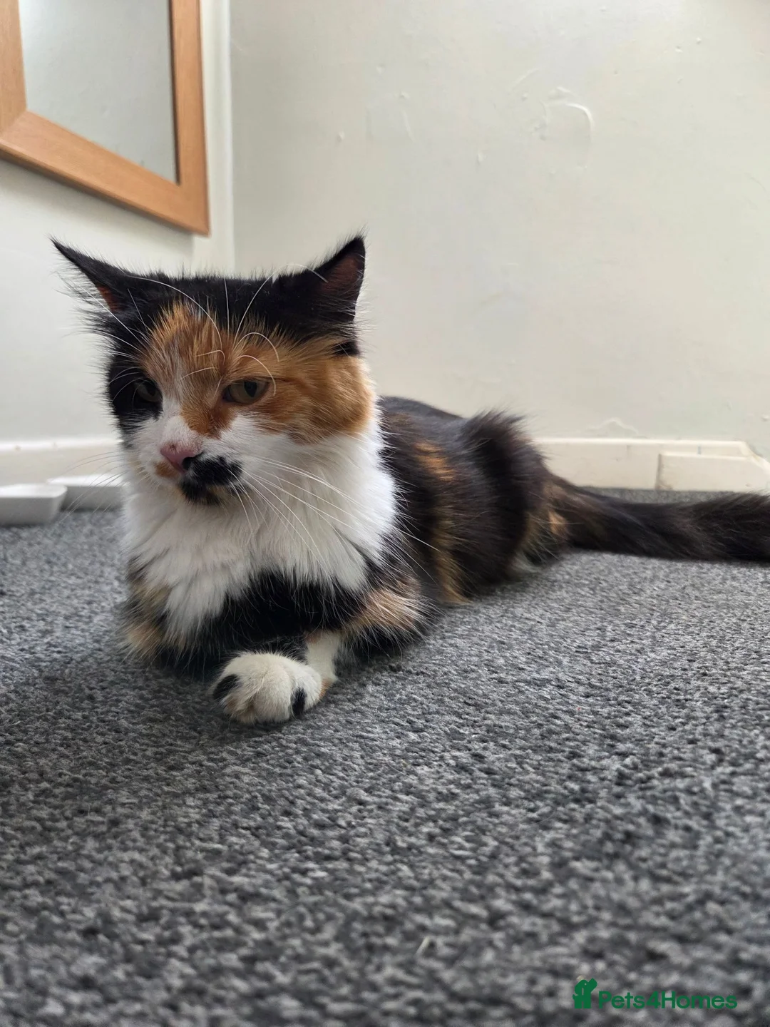 Mixed Breed cats for sale: 6 kittens ready to go to their forever home in Lincoln - Advert 1