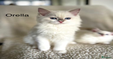 Ragdoll cats - Advert 12