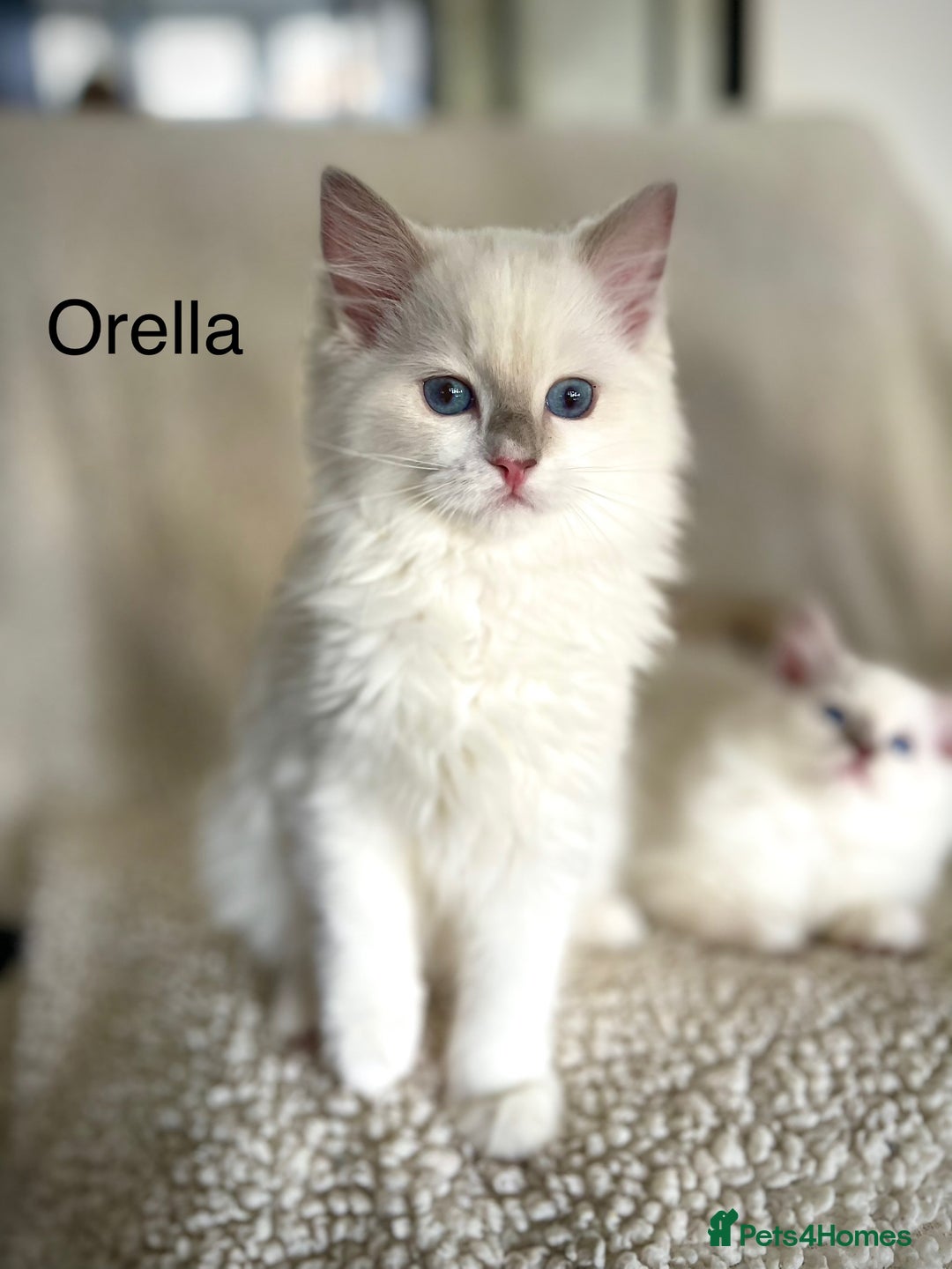 Ragdoll cats for sale: Beautiful Pedigree Ragdoll Kittens - Image 3