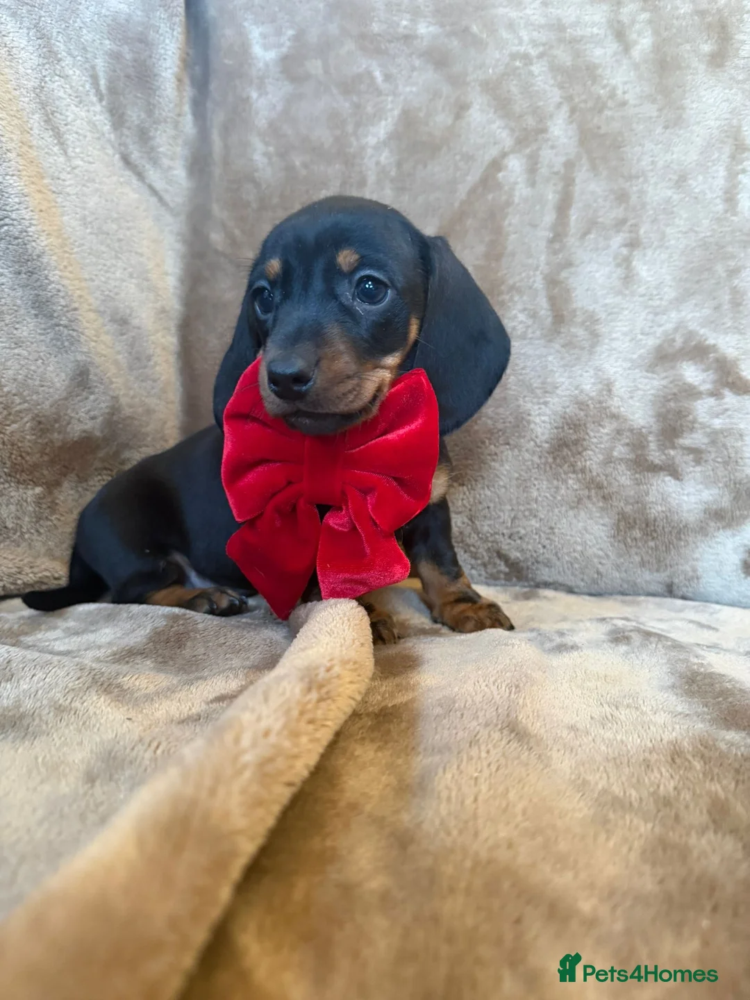 Miniature Dachshund dogs for sale: KC Reg TINY Miniatures from Kaninchen parents  - Advert 23