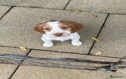 Cocker Spaniel dogs for sale: Cocker spaniel puppies  - Advert 5