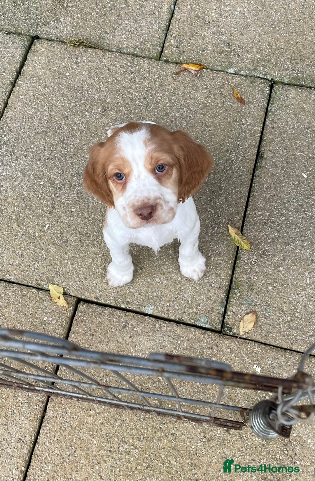 Cocker Spaniel dogs for sale: Cocker spaniel puppies  - Advert 5