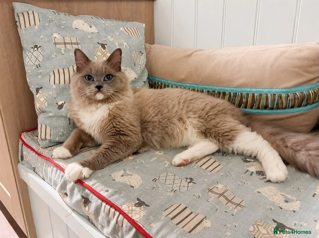 Ragdoll cats for sale: Tica registered blue mink mitted ragdoll(Cherubim) in Droitwich - Advert 1