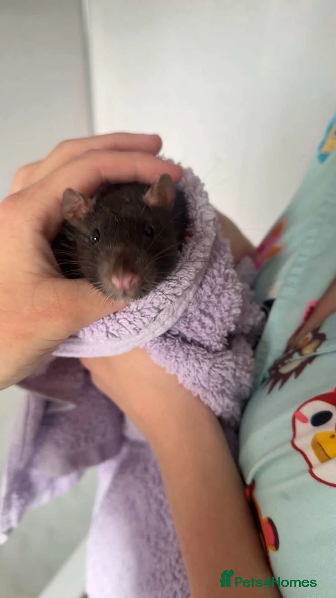 Rat rodents for sale: Male pet rats in Wigan - Advert 2