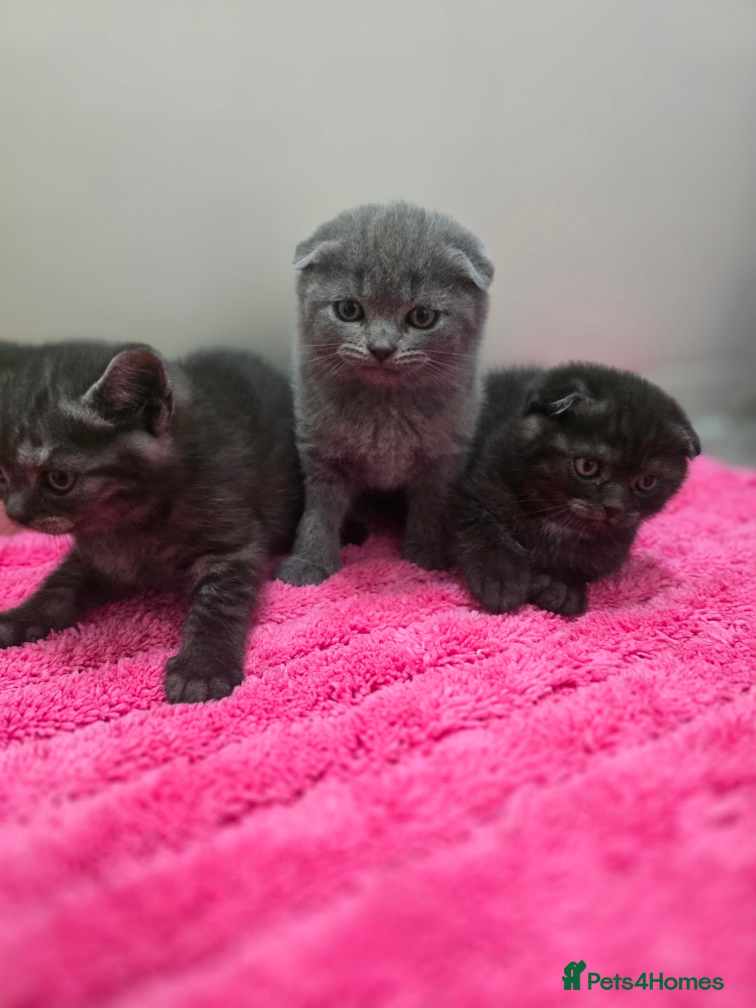 Scottish Fold cats for sale: Beautiful 😍 Scottish Fold/Straight kittens  - Advert 8