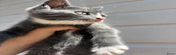 Mixed Breed cats for sale: Beautiful kittens  - Advert 2