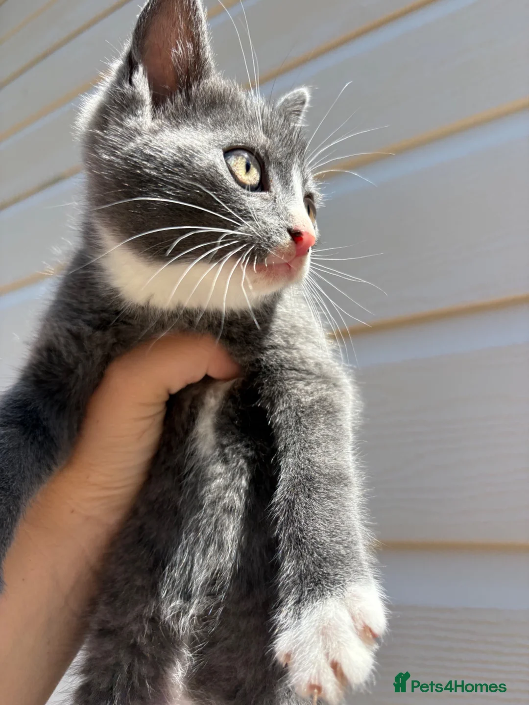 Mixed Breed cats for sale: Beautiful kittens  - Advert 2