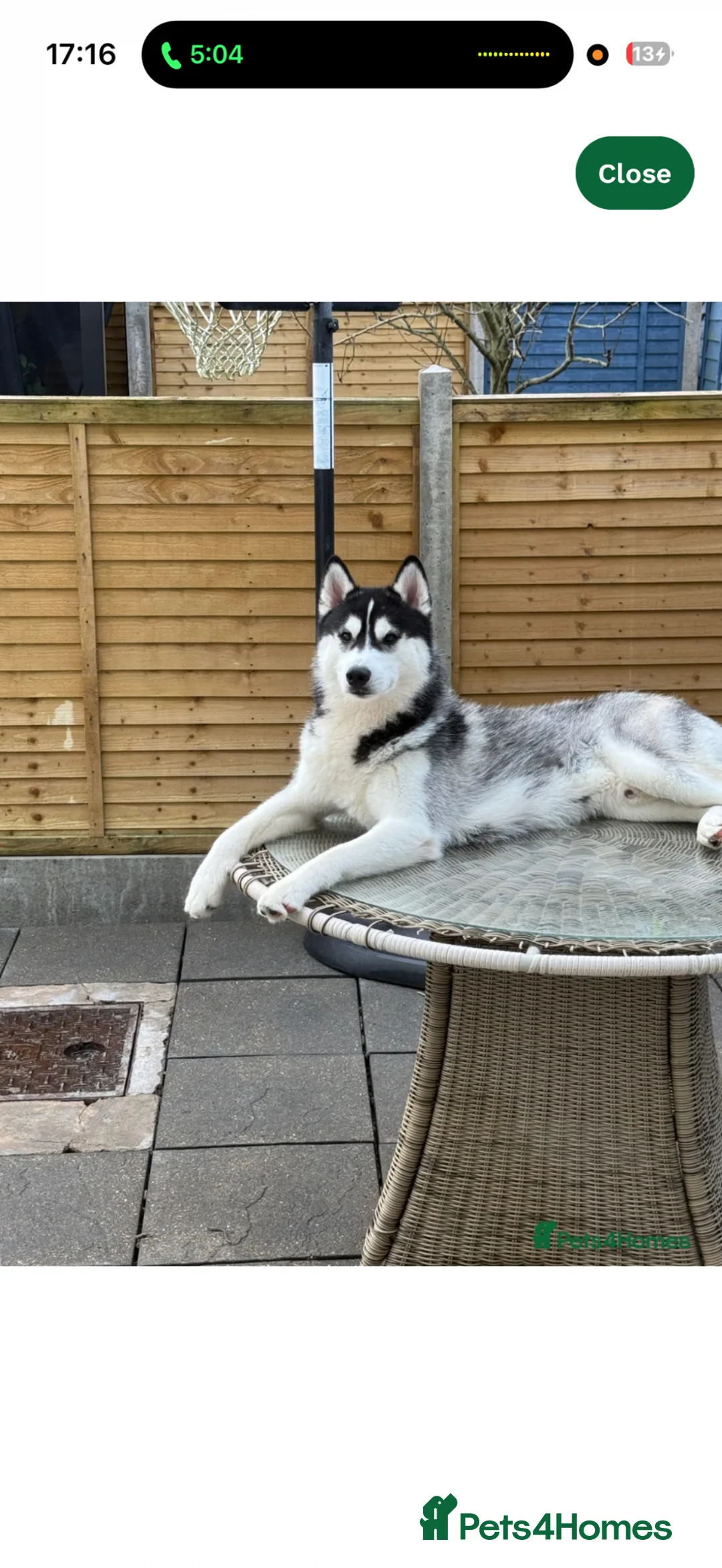 Siberian Husky dogs for sale: Husky Male - lovely dog - good with children  - Advert 2