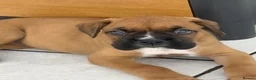 Boxer dogs for sale: 3 Boxer pups for sale in Glasgow - Advert 5