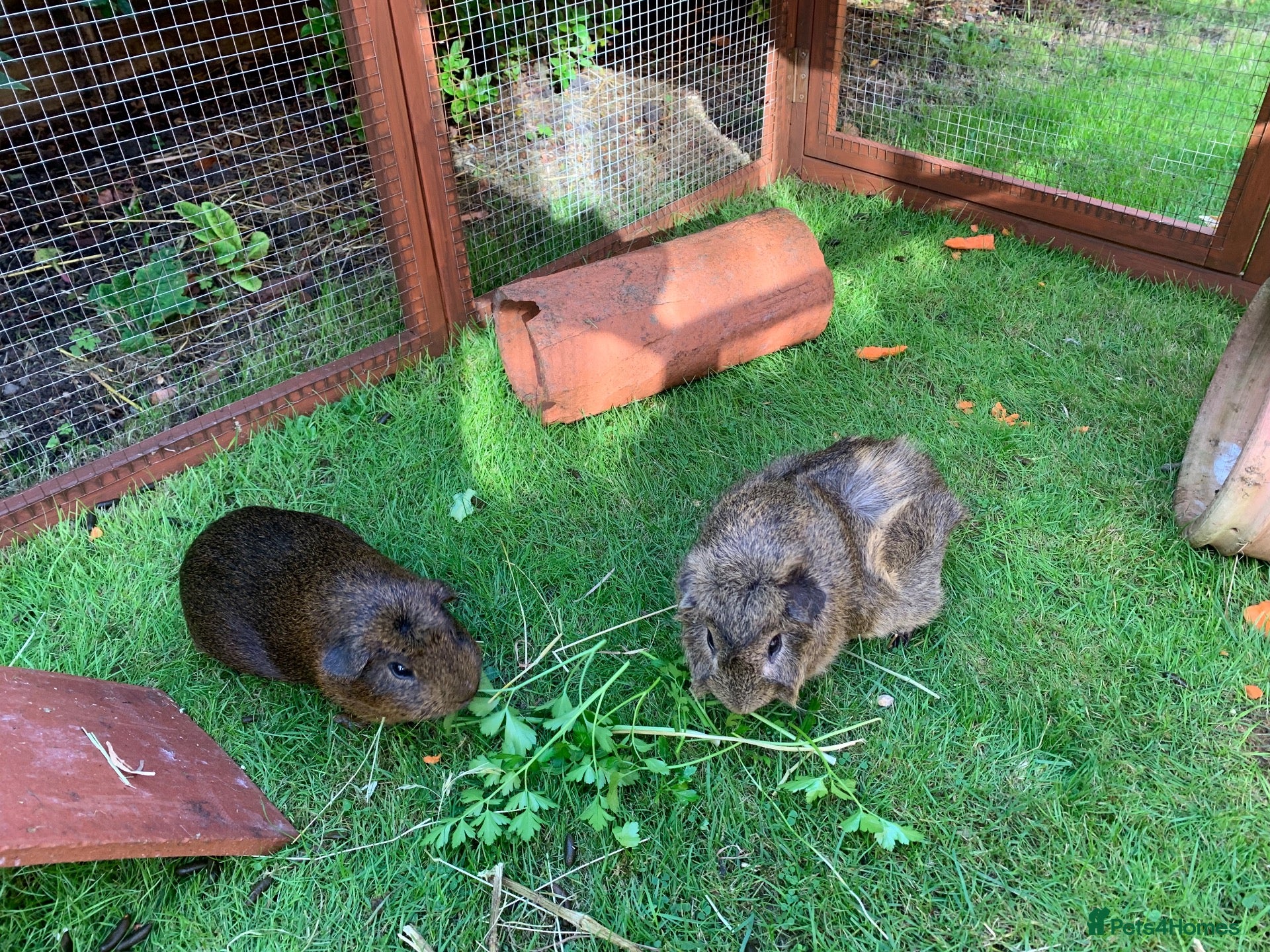 Guinea Pig rodents Free to good family home - Advert 9