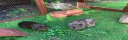 Guinea Pig rodents for sale: Free to good family home in Haslemere - Advert 1