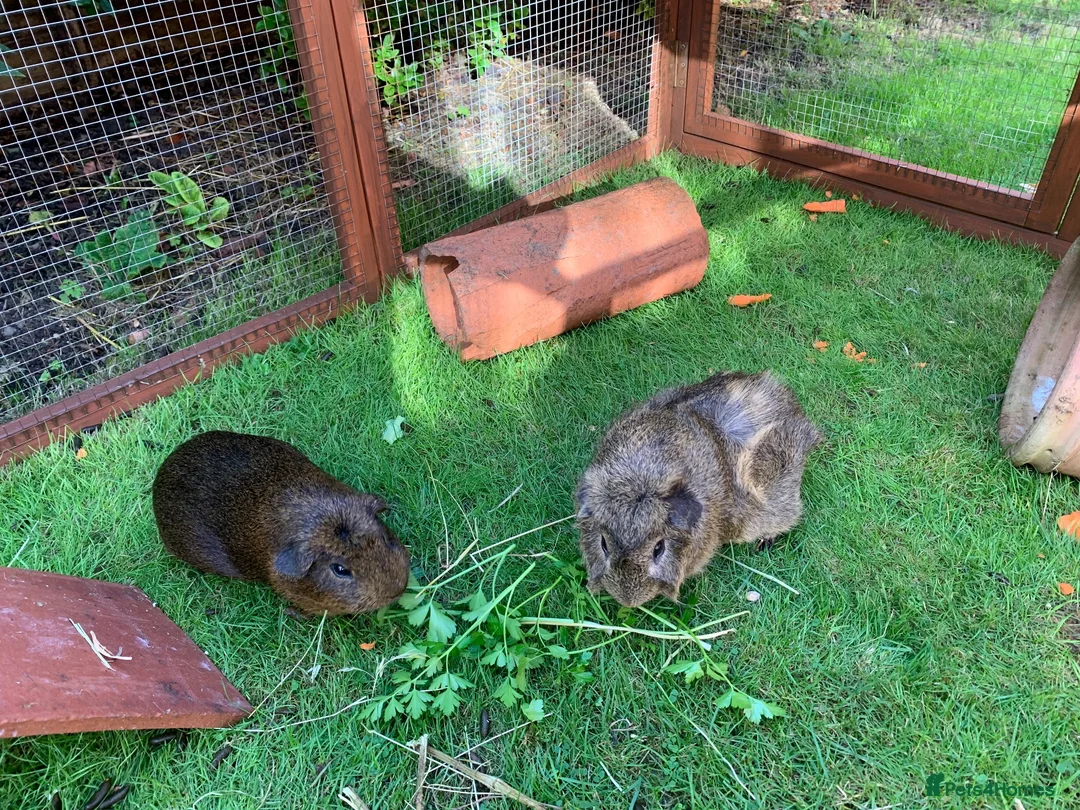 Guinea Pig rodents for sale: Free to good family home in Haslemere - Advert 1
