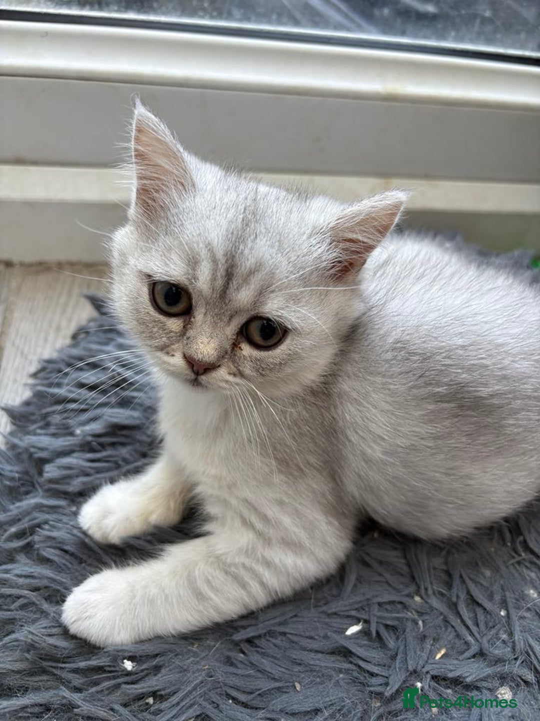 Persian cats for sale: Outstanding litter of Persian x kittens,  - Image 4
