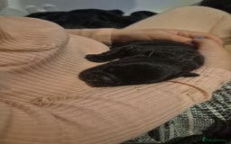 French Bulldog dogs for sale: 3 female french bulldogs - Advert 17