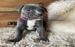 Staffordshire Bull Terrier dogs for sale: 💥✅️Staffordshire💫 bullterrie puppies 🐶  - Image 3