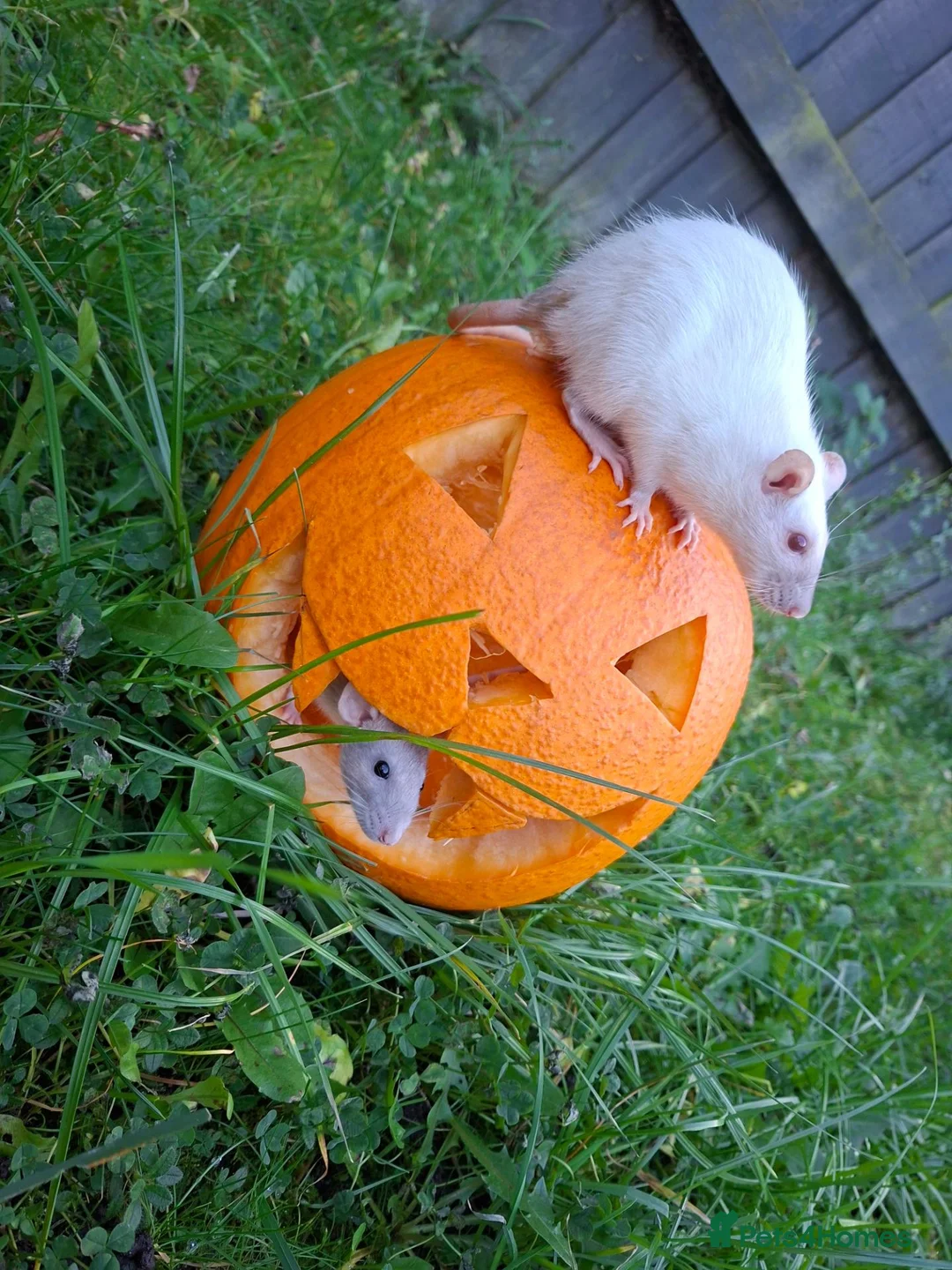Rat rodents for sale: (with cage) 2 FEMALE RATS in Bolton - Advert 2