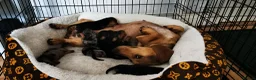 Dachshund dogs for sale: Dachshund in Swadlincote - Advert 16