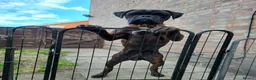 Boxer dogs for sale: Beutyful bobtail/ tailed Boxer puppy - Advert 24
