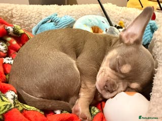 Mixed Breed dogs French bulldog x chihuahua - Advert 10