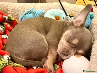 Mixed Breed dogs French bulldog x chihuahua - Advert 5